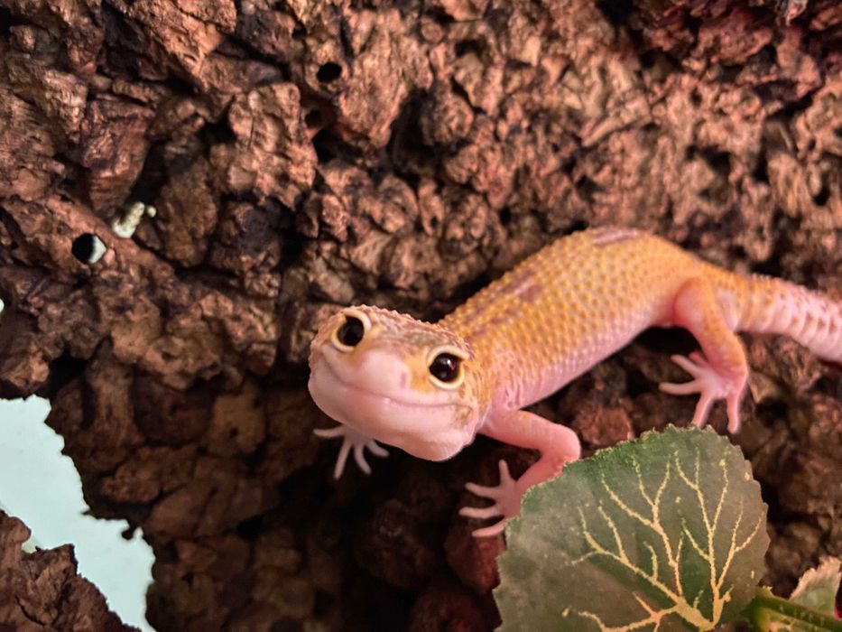 Gekon lamparci Eublepharis macularius