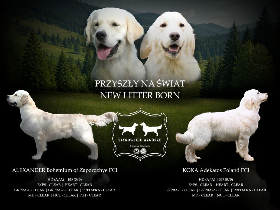 Urocze Golden Retriever ZKwP/FCI