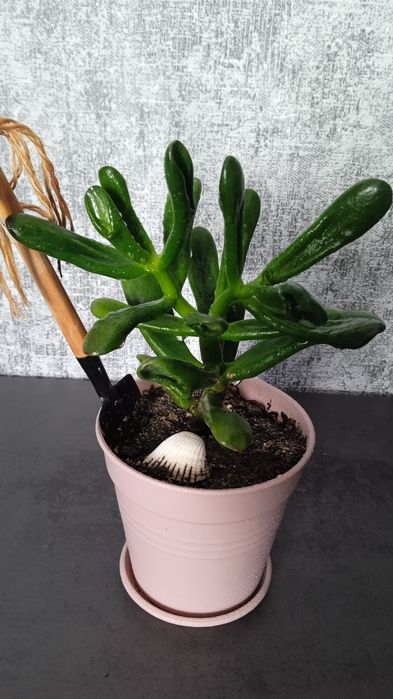 Красула хобіт овата вазон