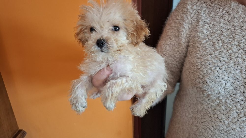 Maltipoo  z metryką