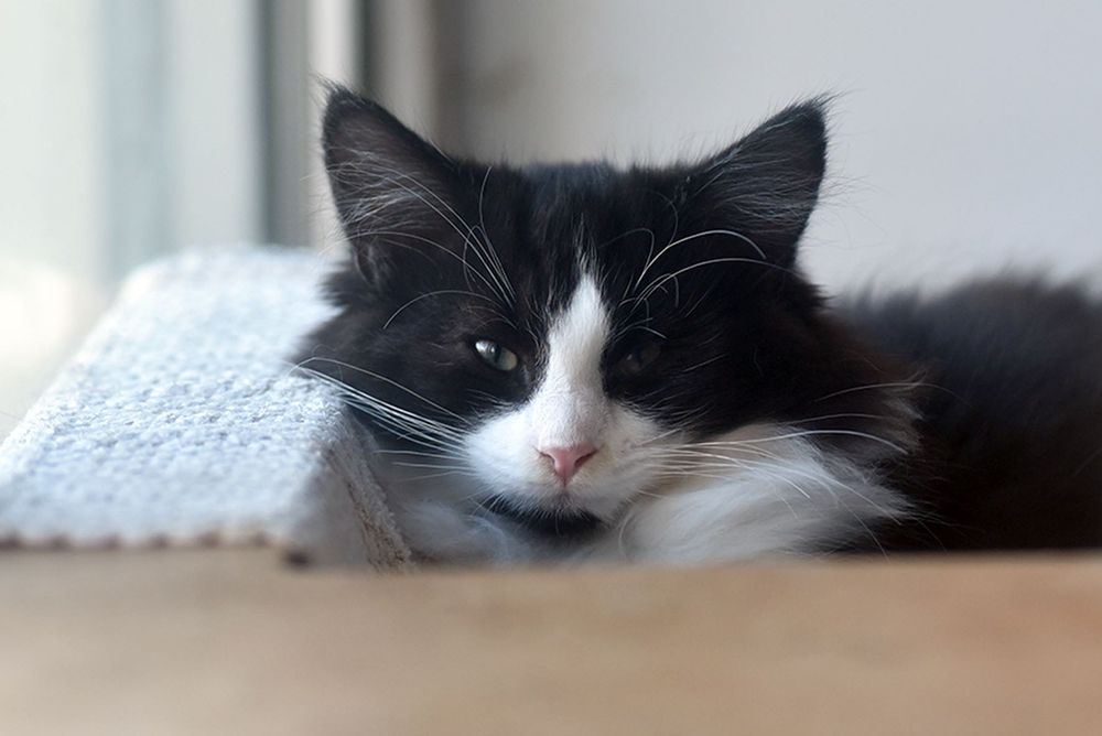 Lindo Gatinho Bosques da Noruega com LOP