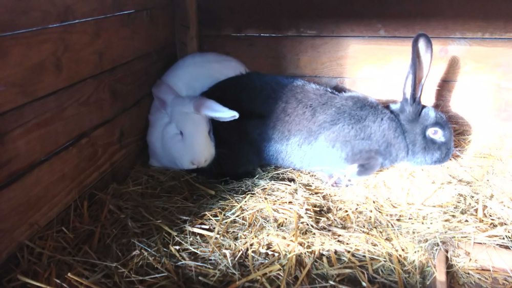 króliki mieszańce sprzedam