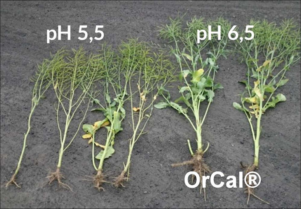 OrCal® - podnieś pH gleby nawet +1 punkt w 3 m-ce, wyprzedaż
