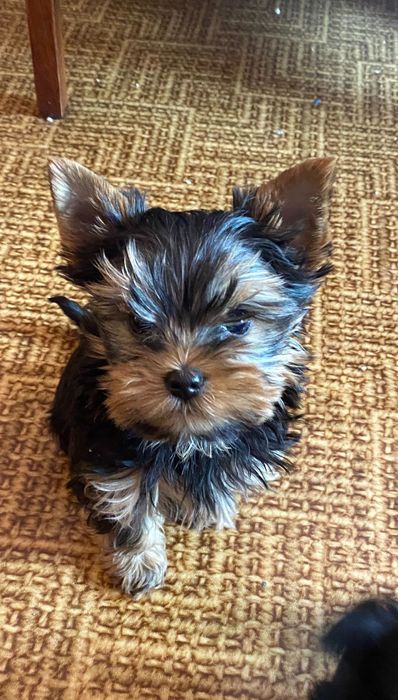 Щенки Йоркширских терьеров. 4500 грн. Каменское (Днепродзержинск)