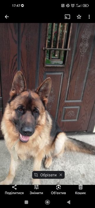 Німецька вівчарка кобель в'язка