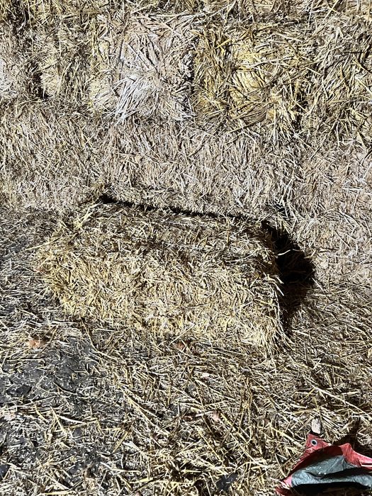 Продам тюки пшеничної соломи . Солома