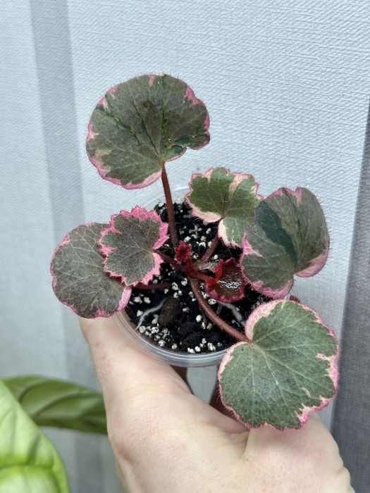 Великий вибір цікавих кімнатних рослин