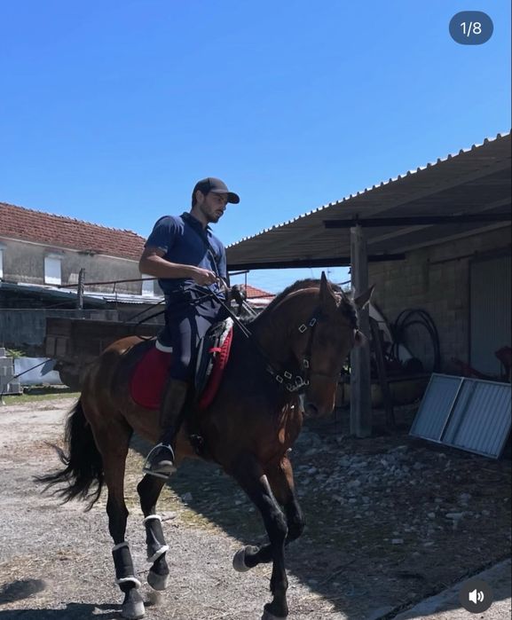 Vendo cavalo castrado