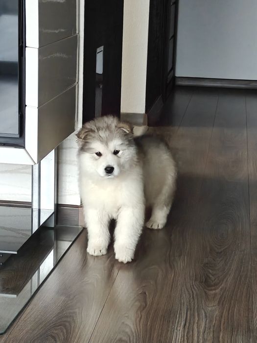 Alaskan Malamute