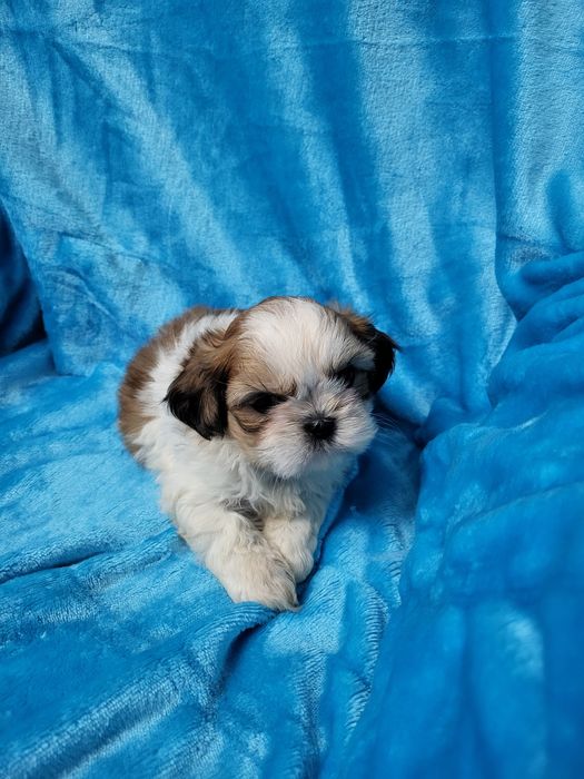 Maravilhoso Shih-tsu