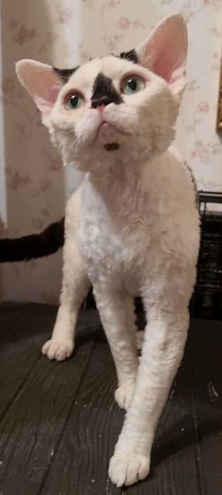 Kocięta  koty Devon Rex