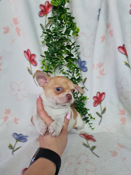 Excelente mini menino isabela Chihuahua/Chiuaua LinhagemRussa,Qualidad