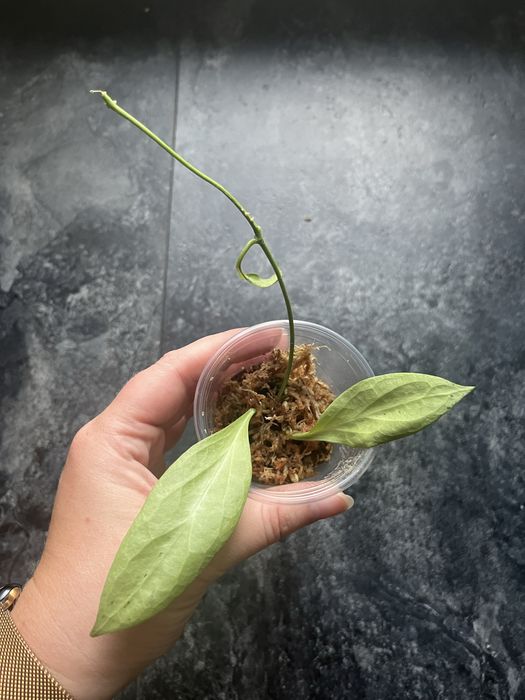 Hoya nicholsoniae new guinea ghost