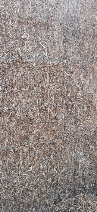 Feno ano 2025 de tritical com erva espontânea e aveia com erva espontâ