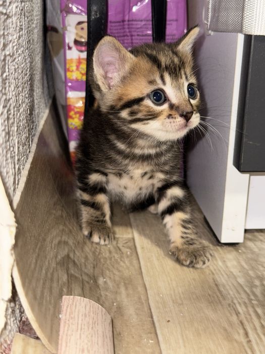 Котятки ищут дом