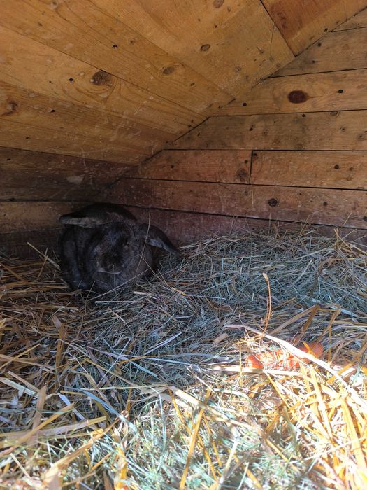 Króliki samice mieszance