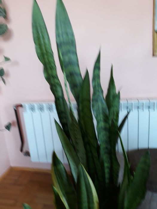 Kwiat doniczkowy