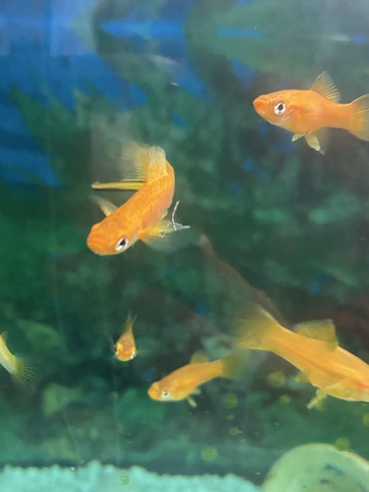 Продаються рибки та соми  у акваріум.