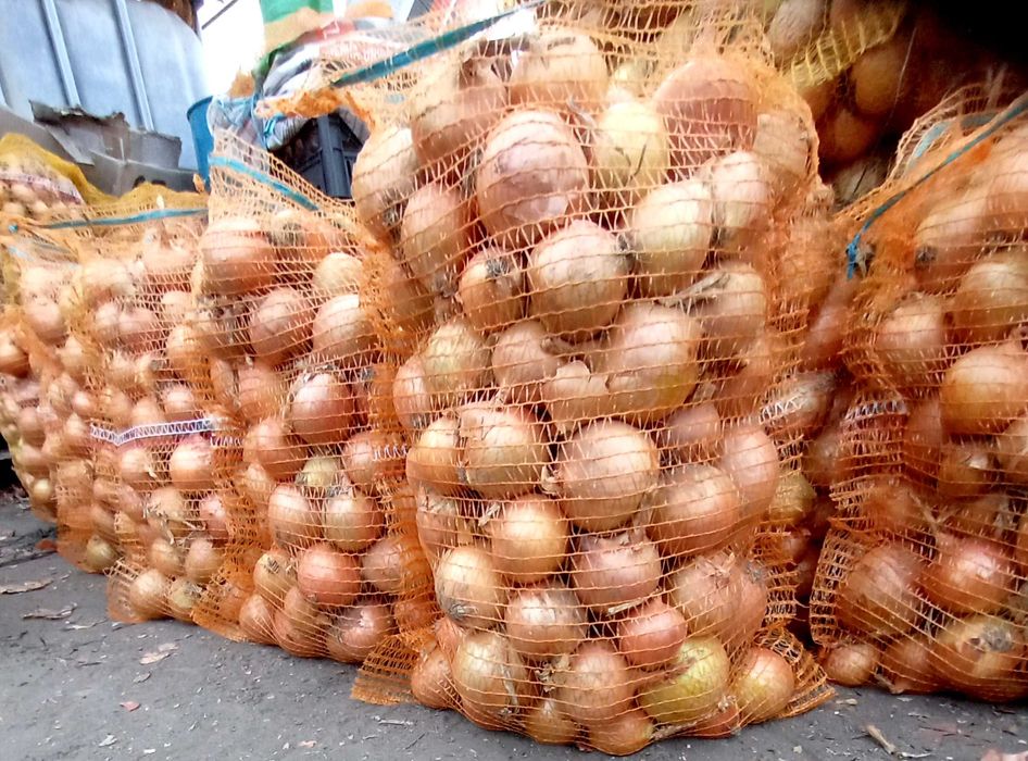Cebula Sprzedam cebulę 5 +, worek 15 kg
