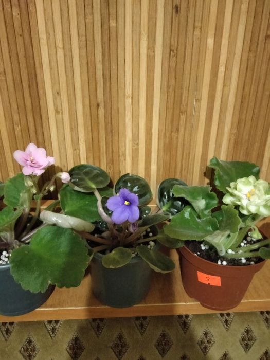 Набір із трьох фіалок