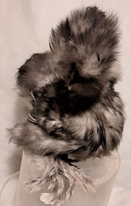 Sprzedam młode  Koguty