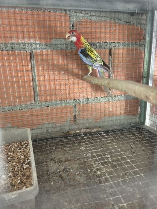 Agapornis Roseicollis, Caturras e Roselas