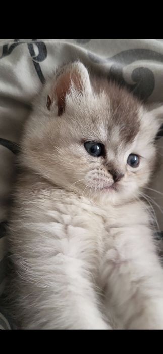 Шикарна  дівчинка