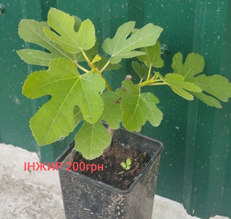 Продам саджанці інжиру