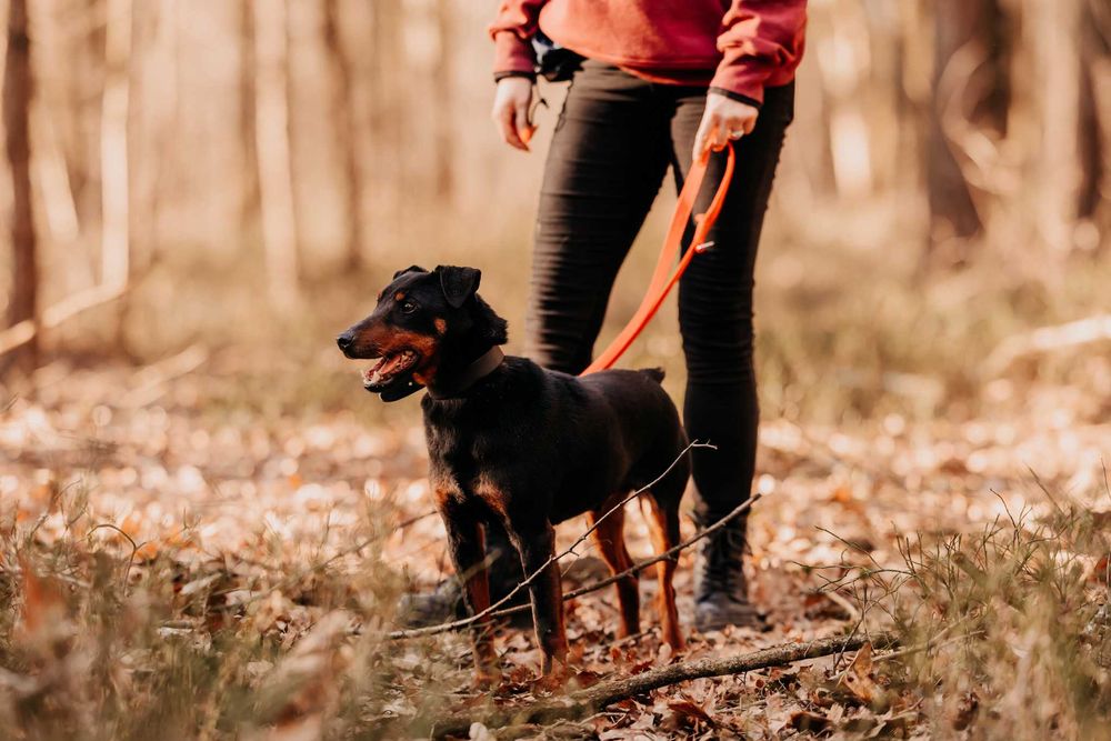 Kiki w typie teriera szuka domu!!!