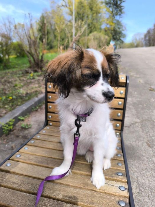 Спаніель  той іграшкова дівчинка