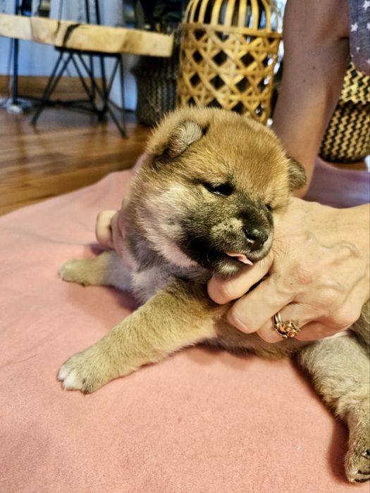 Shiba Inu – ZKwP/FCI