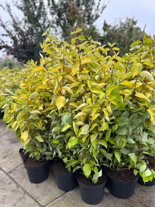 Дерен білий Elegantissima | Aurea в горщиках