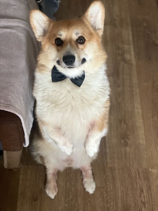 Вельш Корги Пемброк вязка бобтейл