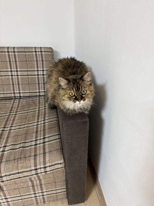 Перетримка передержка тварин зооготель