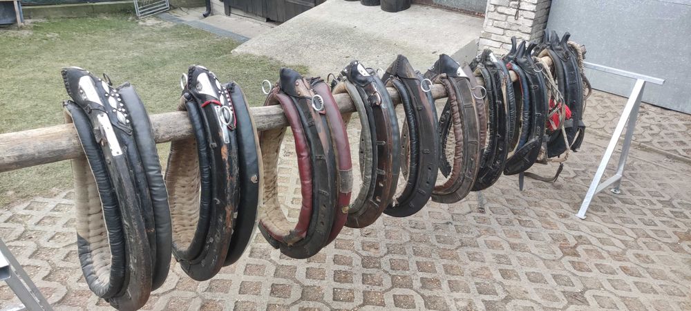 kon klacz chomąto uprząż