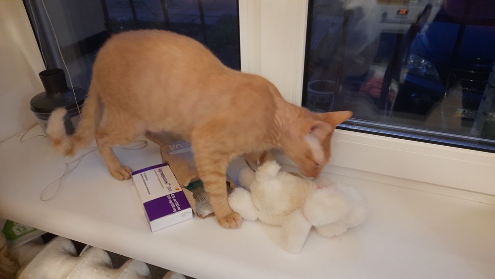 Шукаємо кота по кличкі Яша..