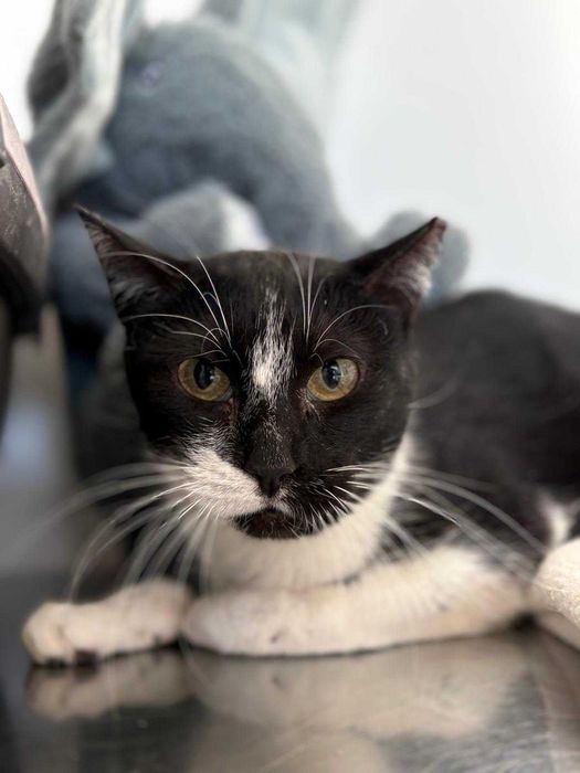 Gata para adoçao (Dolly)