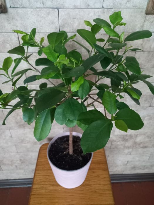 Фікус Моклейм , 55 см