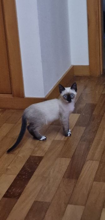 Nono- Gatinha bebé para adoção responsável