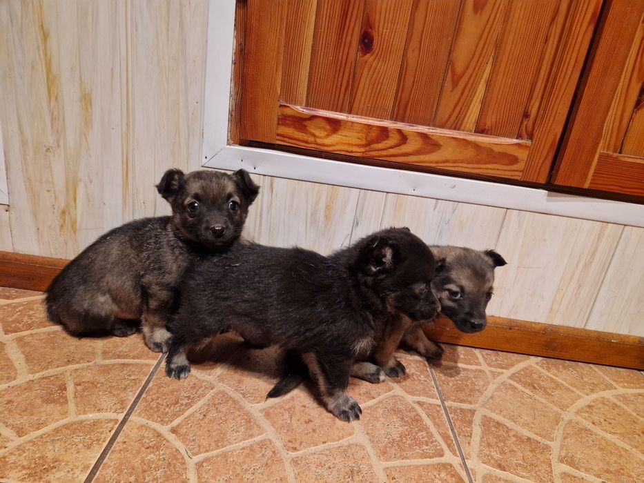 Oddam pieski za darmo