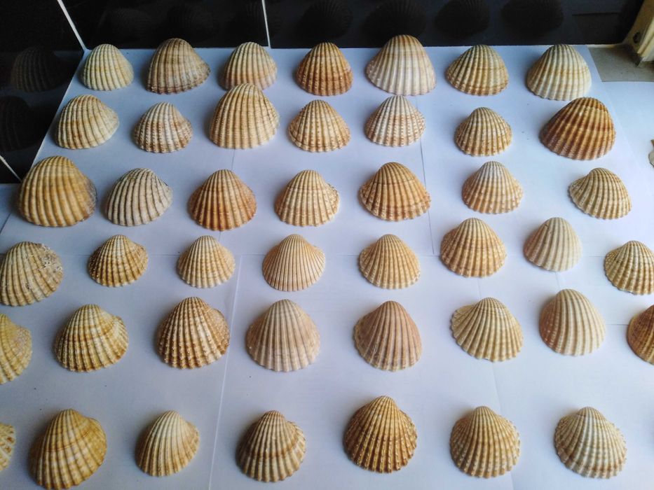 Conjunto de 62 Conchas e 24 Pequenos Búzios.