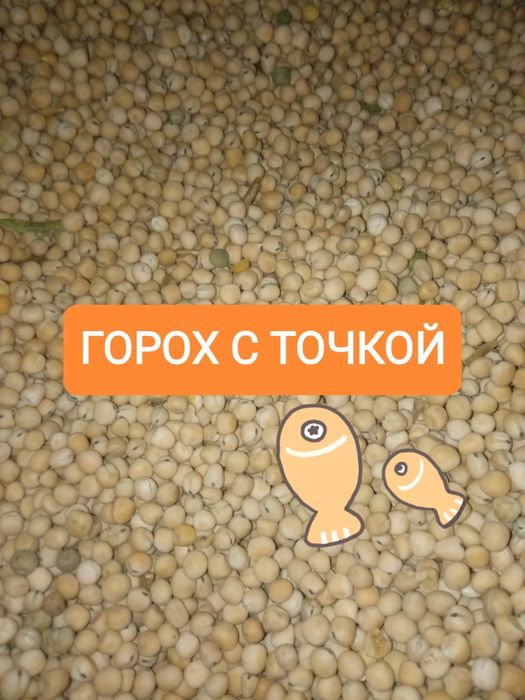 Горох с Черной Точкой для Рыбалки