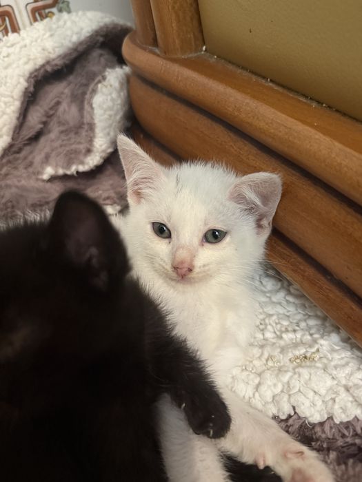 Gatinhos para dar