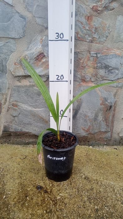 Palmeira Chamaerops Humilis e Trachycarpus Fortunei