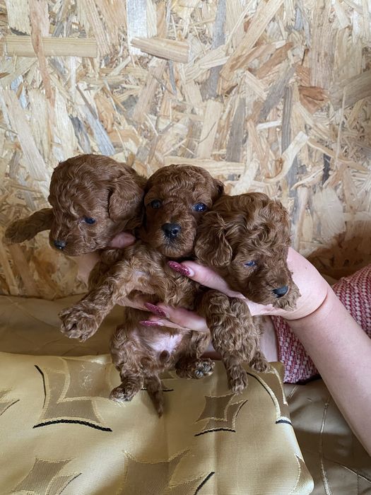 Малюки той- пудель