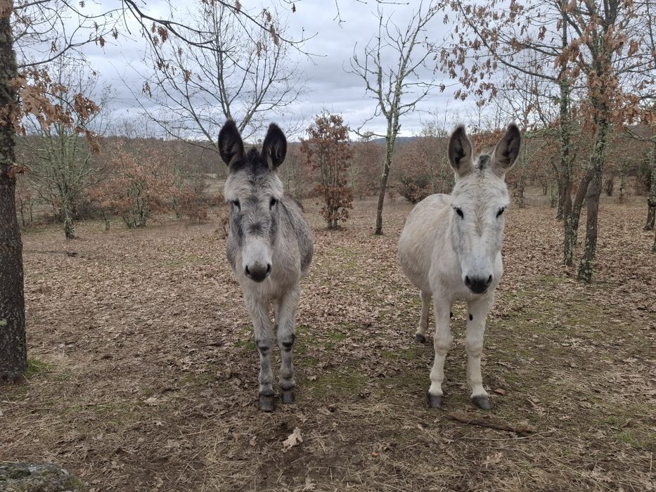 Burras que procuram novo dono