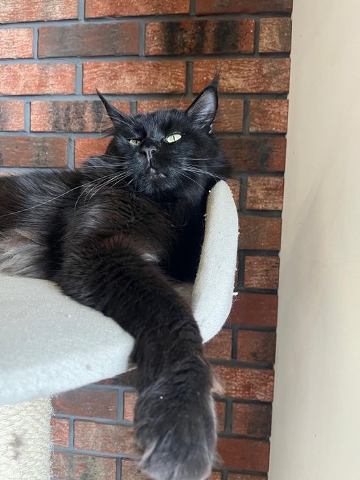 Kotka Maine Coon
