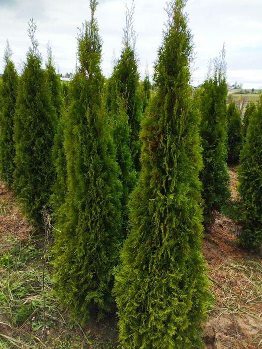 Thuja Szmaragd gęsty 120-130cm Kraków