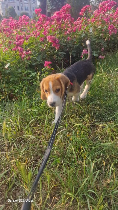 Suczka beagle szczeniak
