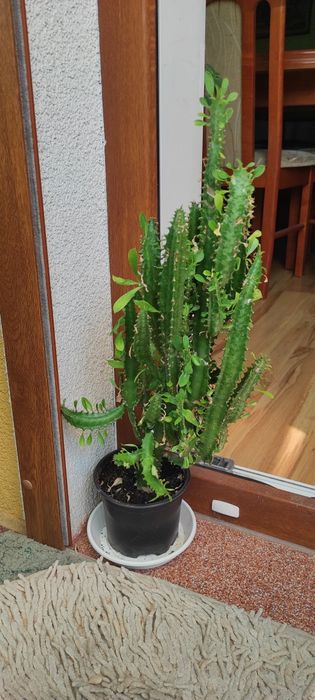 Wilczomlecz wysokość 0.5m